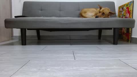 Alpha pprs online show from February 22, 12:30 pm