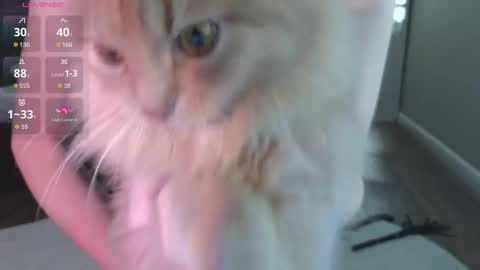 Snapshot of alexa_novak chatting on October 15, 2:37 am Alexa online show from October 15, 2:37 am