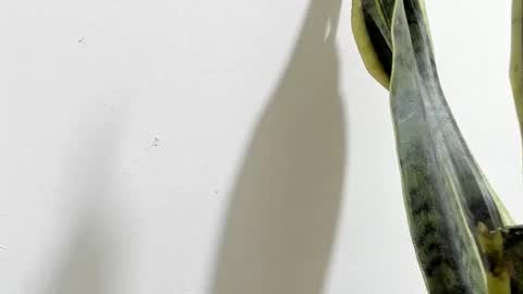 Ana Pakerman online show from February 16, 2:20 am