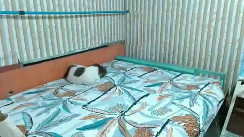 asiancutiechubby online show from January 16, 7:56 pm