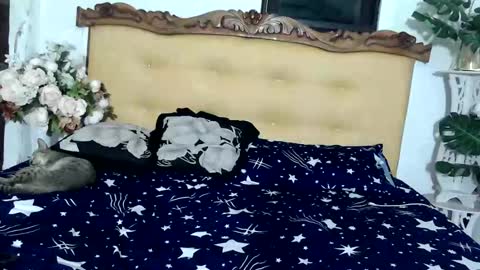 asianladyboy888 online show from November 2, 6:19 pm