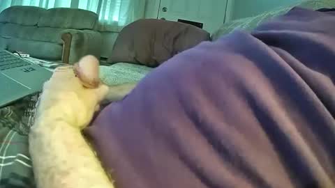 bcema2 online show from October 24, 3:24 pm