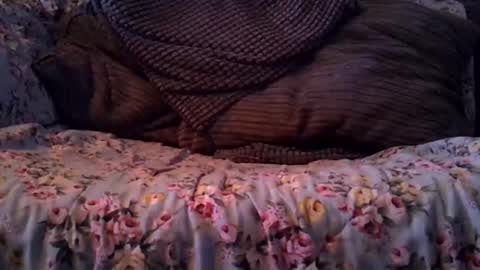 beatlebut online show from October 16, 3:39 am