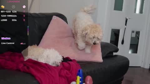 BELLE   online show from September 20, 3:31 am