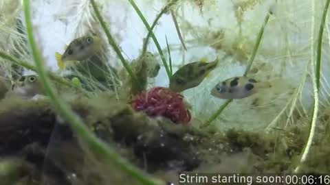 Booker Baxton online show from February 11, 4:05 am