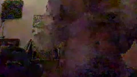 cheftoti online show from March 21, 5:13 am