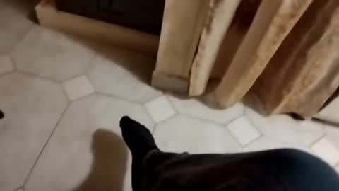 ciccilli online show from October 26, 11:48 pm