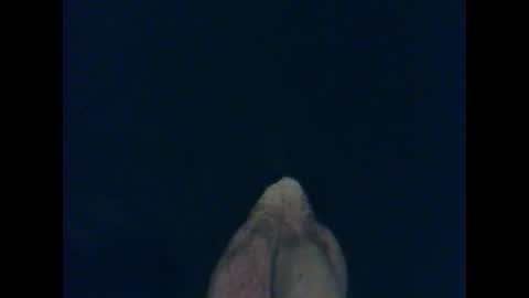 CutieBoy online show from October 26, 1:39 am