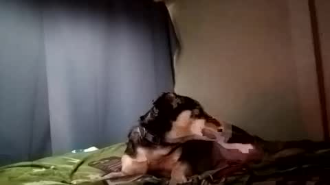 Juice cock online show from December 29, 9:30 pm