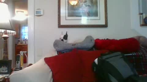 falconbator8 online show from January 1, 1:27 pm