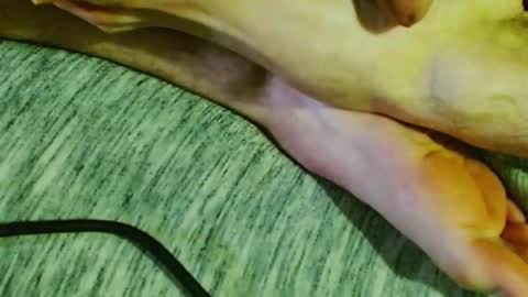 ask me online show from January 30, 1:44 am