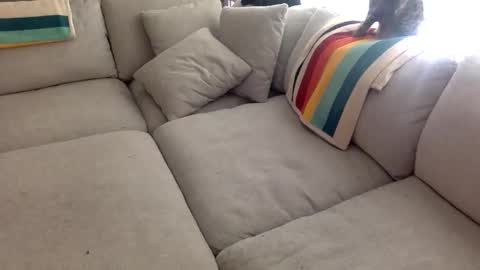 janicepepper online show from January 12, 7:54 pm