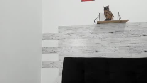 Jaycreedd online show from October 6, 2:51 am