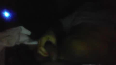 jaywulf22 online show from January 19, 5:17 am