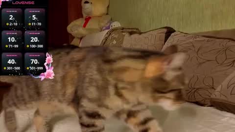 Karolina online show from February 3, 4:44 pm