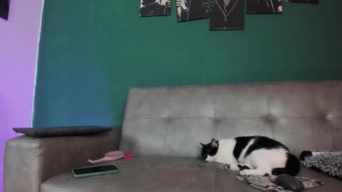 KarolSweet online show from March 26, 10:37 pm