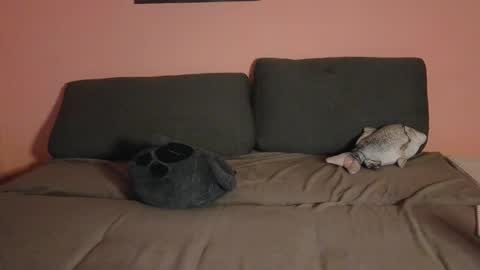 katusha008 online show from February 2, 4:03 pm