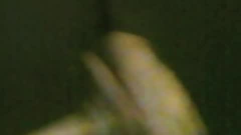 kren565656 online show from August 1, 11:28 pm