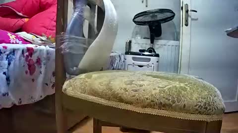 lilylovelyman50 online show from June 17, 5:51 pm