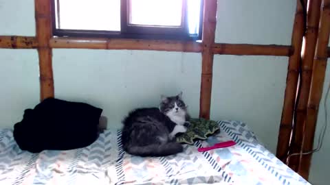 Mia  Sam online show from November 24, 4:16 pm