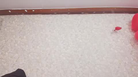 Nicol online show from February 15, 7:17 pm