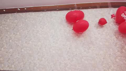 Nicol online show from February 13, 7:42 pm