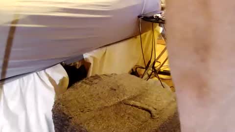 papabearbackdoor online show from July 26, 1:58 am
