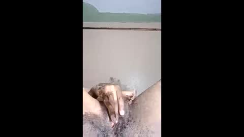 paulveshmah online show from March 23, 12:43 pm