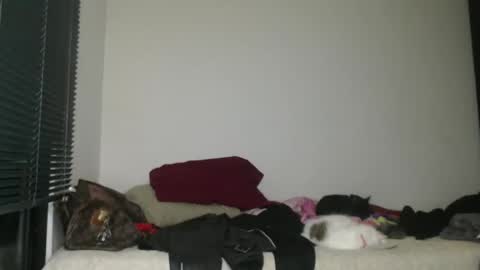 Nico online show from January 2, 3:15 am