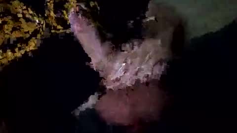 rts533598 online show from November 30, 1:40 pm