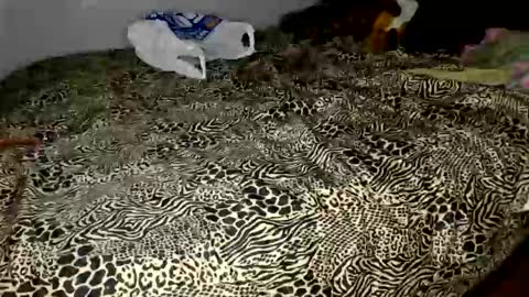 Rubix cubez online show from November 25, 1:32 pm