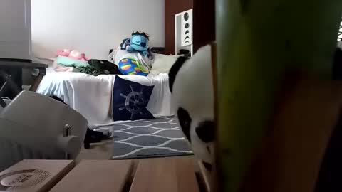 salis1981 online show from February 8, 1:54 am