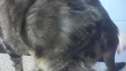 Lady Sif online show from February 15, 2:27 pm