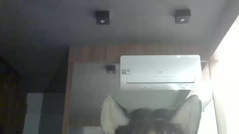 skinnykittencam online show from February 15, 7:51 am