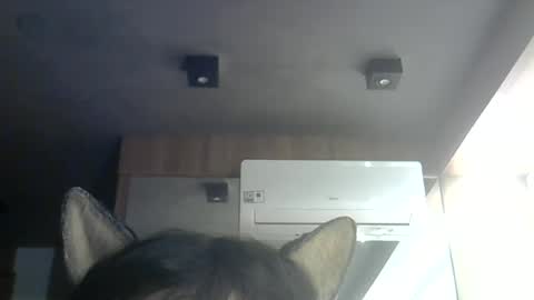skinnykittencam online show from June 12, 3:05 am