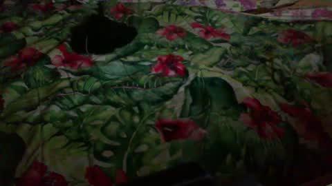 Rocco-load online show from February 1, 10:18 pm