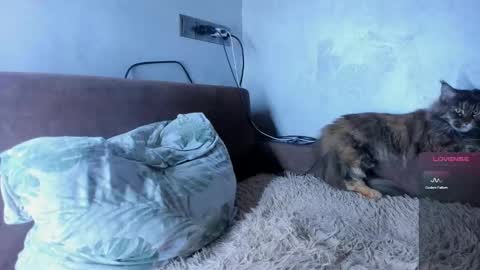 Zilara online show from November 26, 1:47 am